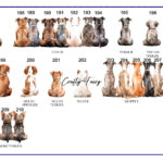 0094-Dog-choice-sheet-7