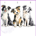 2893 dog options border collie
