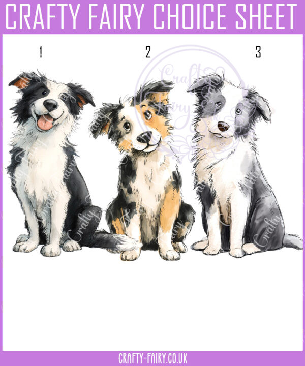 2893 dog options border collie
