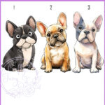 2911 dog options frenchie
