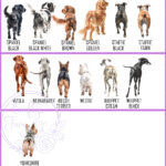 personalised dog mum lady with dogs in field greetings card