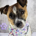 personalised multicolour pastel heart paw print dog bandana