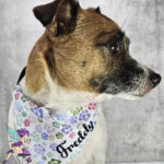 personalised multicolour pastel heart paw print dog bandana